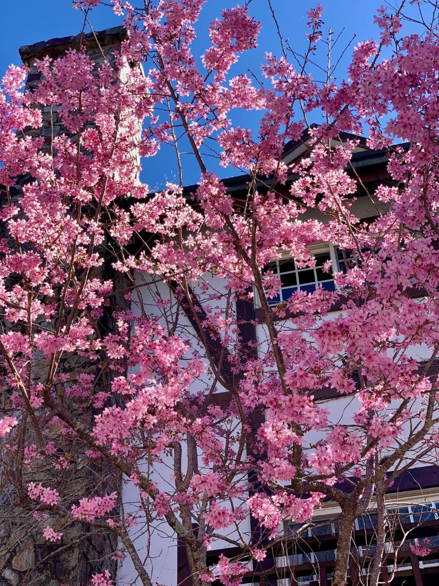 仁爱乡清境珂之幄山庄住宿加早餐旅馆 外观 照片